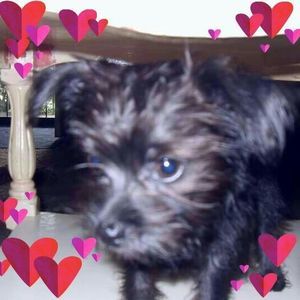 Meet your Posher, Patty